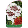 viburnum-sargentii-onondaga-1