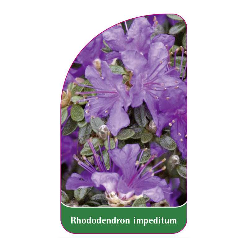 rhododendron-impeditum-standard1