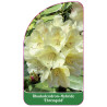 rhododendron-ehrengold-1