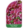 azalea-japonica-anne-frank-standard1