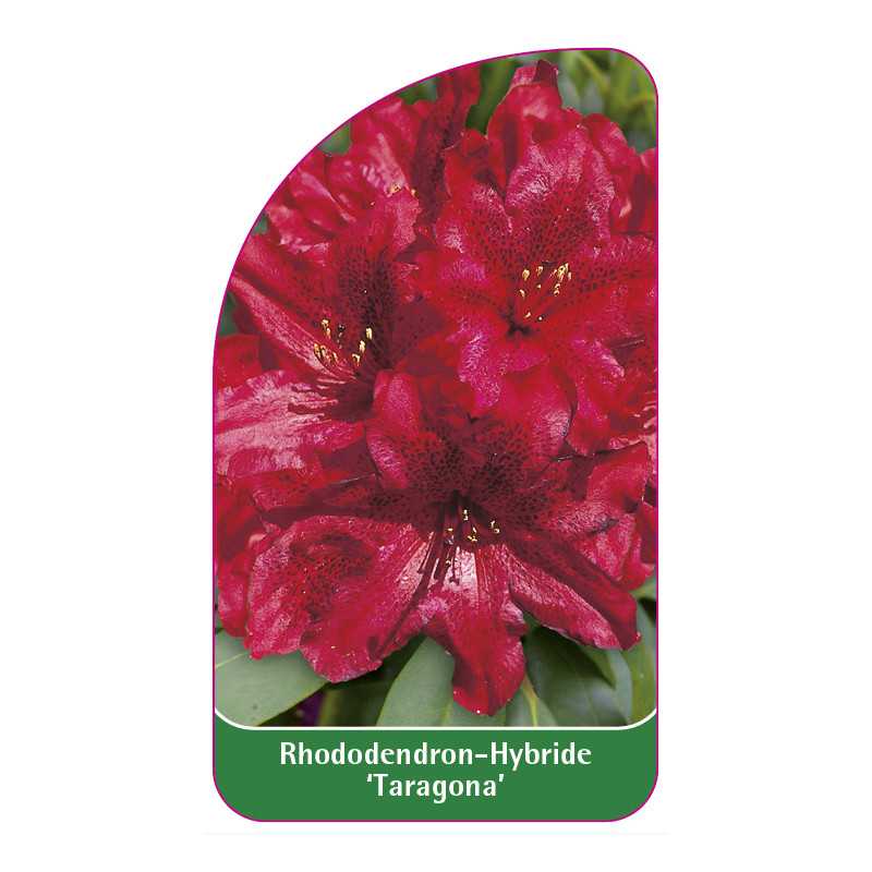 rhododendron-taragona-1