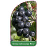 aronia-melanocarpa-nero-b1