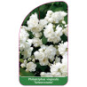 philadelphus-virginalis-schneesturm-b1