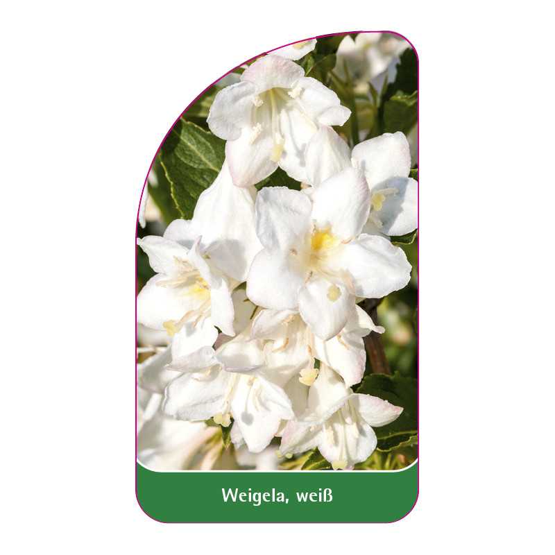 weigela-weiss1