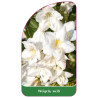 weigela-weiss1