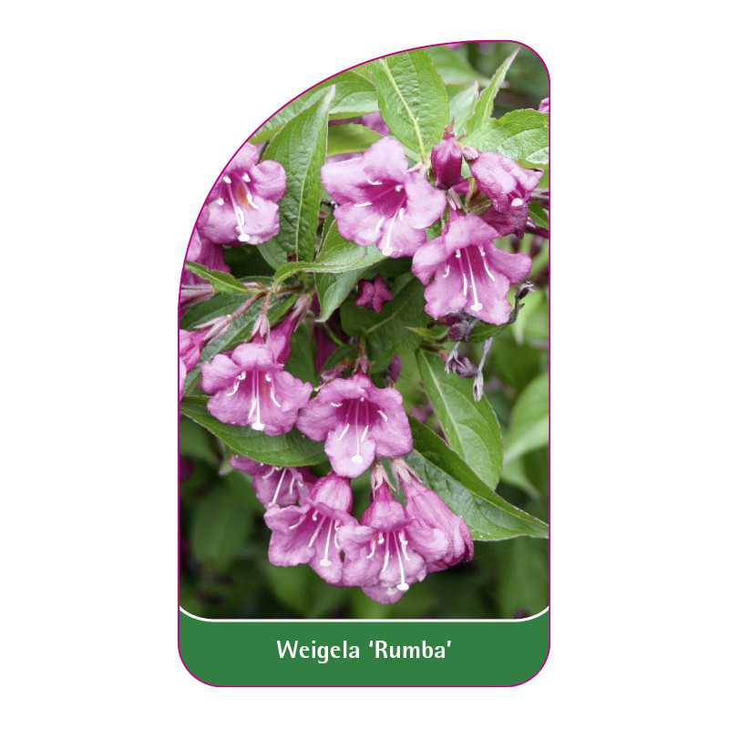 weigela-rumba-1