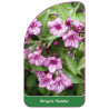 weigela-rumba-1