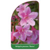 weigela-praecox-rosea-1