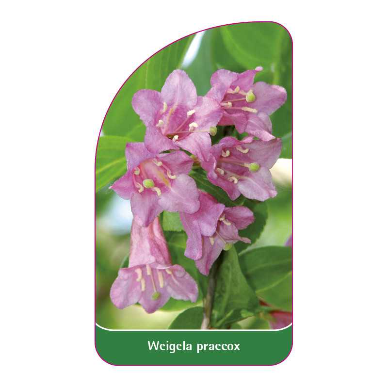 weigela-praecox1