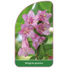 weigela-praecox1