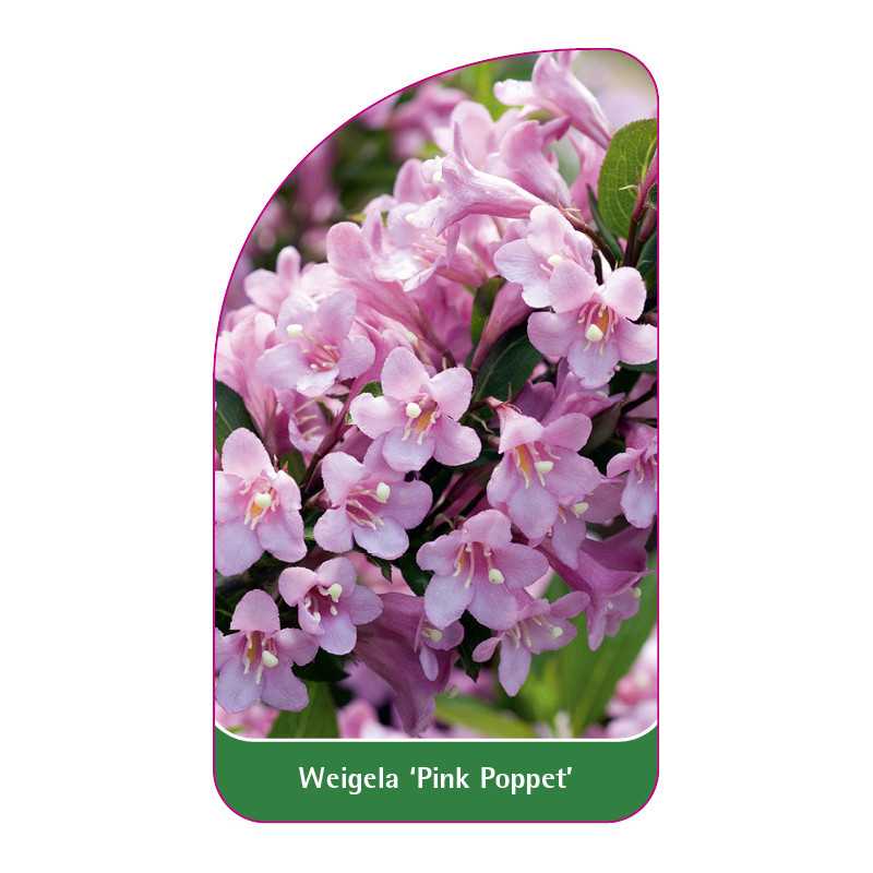 weigela-pink-poppet-1