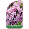 weigela-pink-poppet-1