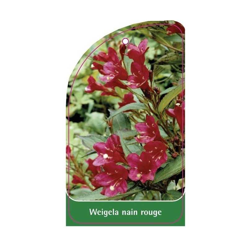 weigela-nain-rouge-a1