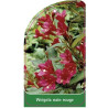 weigela-nain-rouge-a1