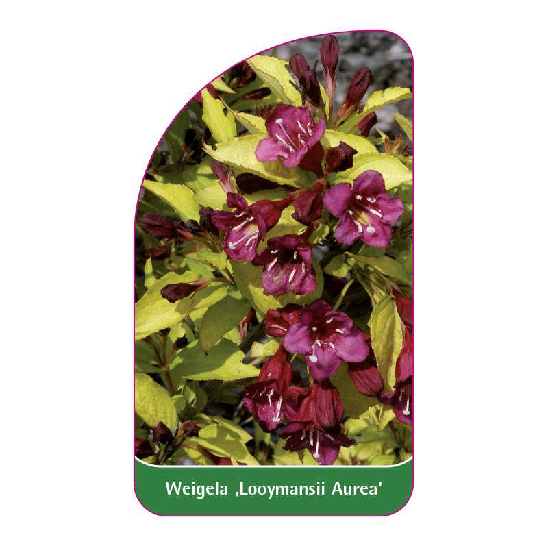 weigela-looymansii-aurea-b1