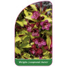 weigela-looymansii-aurea-b1