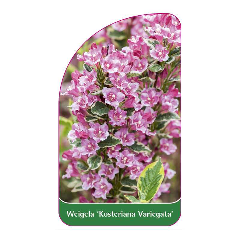 weigela-kosteriana-variegata-b1