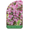 weigela-kosteriana-variegata-b1