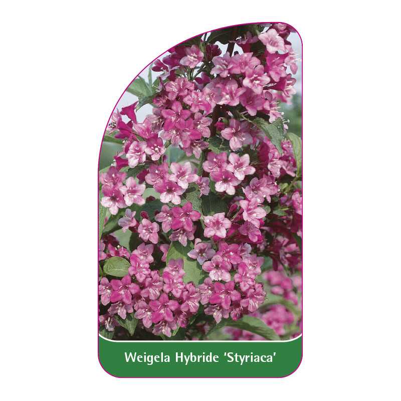 weigela-hybride-styriaca-1