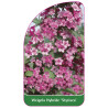 weigela-hybride-styriaca-1