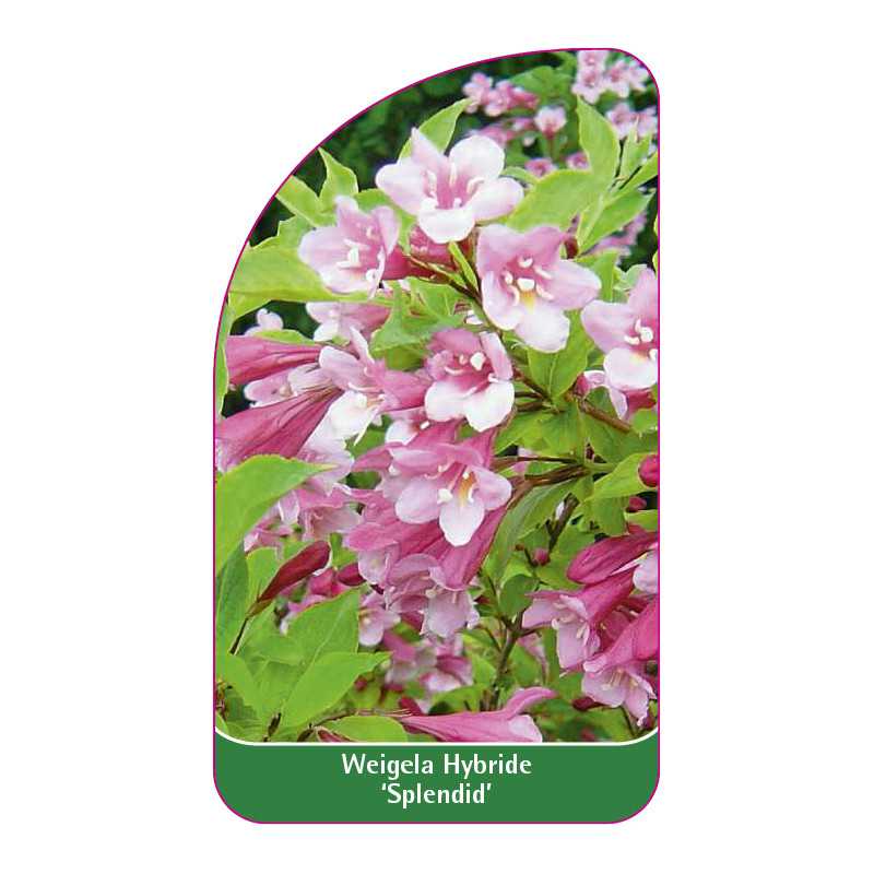 weigela-hybride-splendid-1