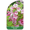 weigela-hybride-splendid-1