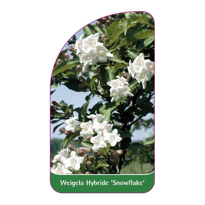 weigela-hybride-snowflake-1