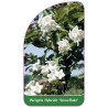 weigela-hybride-snowflake-1