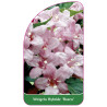 weigela-hybride-rosea-1