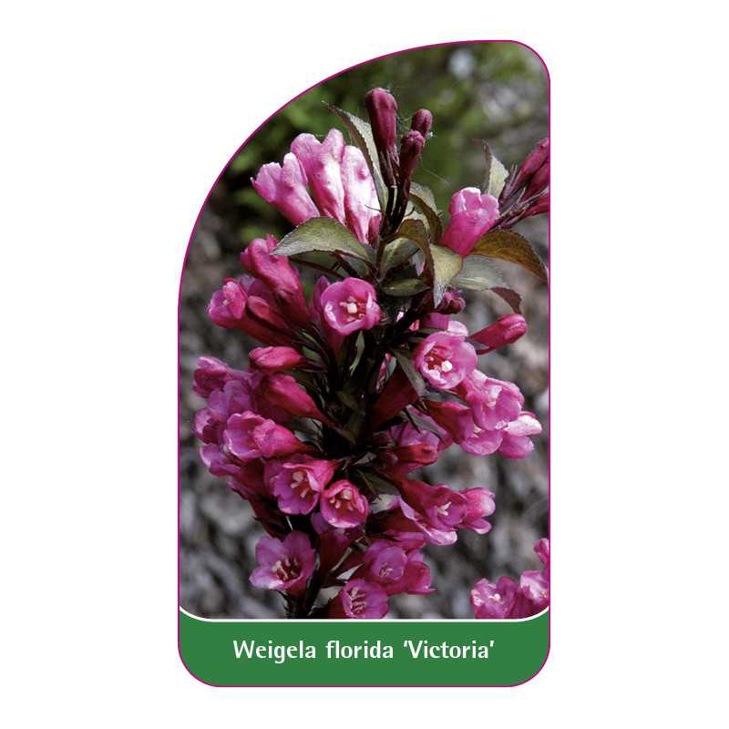 weigela-florida-victoria-1