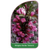 weigela-florida-victoria-1