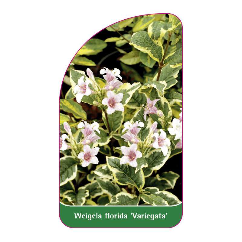 weigela-florida-variegata-1