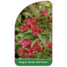 weigela-florida-red-prince-b1