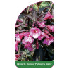 weigela-florida-purpurea-nana-1