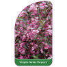 weigela-florida-purpurea-1