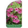 weigela-florida-pink-princess-1