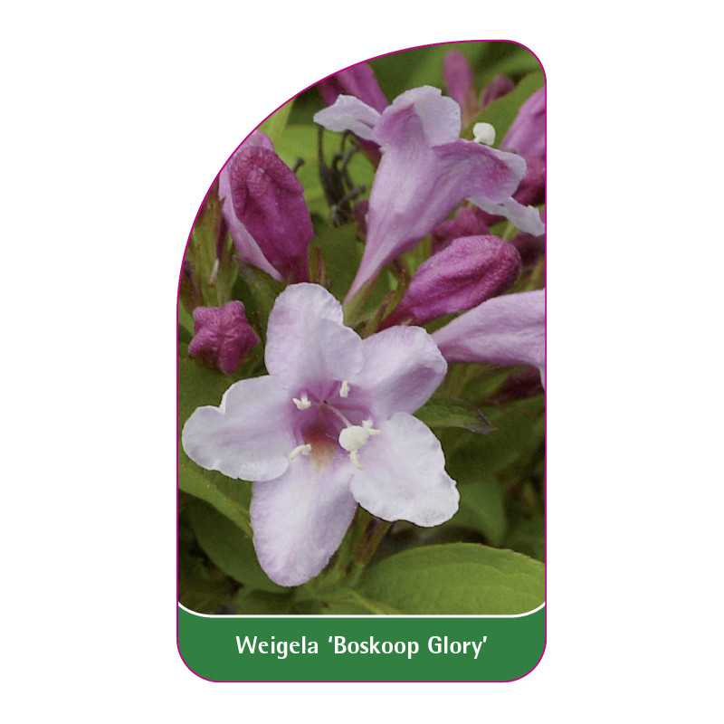 weigela-boskoop-glory-1