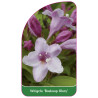 weigela-boskoop-glory-1