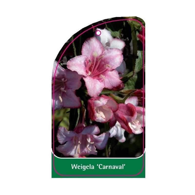 weigela-carnaval-1