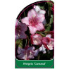 weigela-carnaval-1