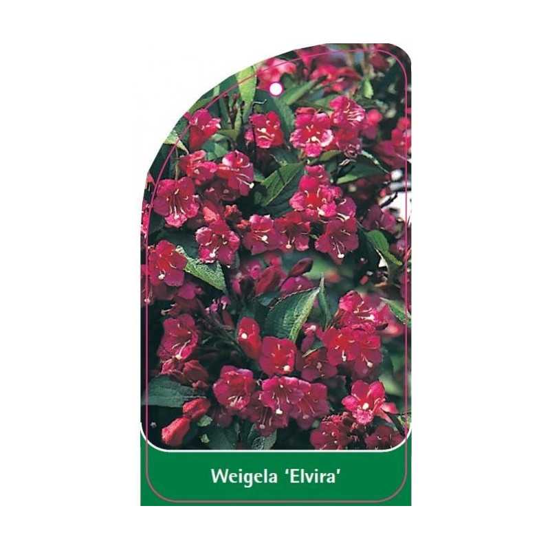 weigela-elvira-1