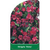 weigela-elvira-1