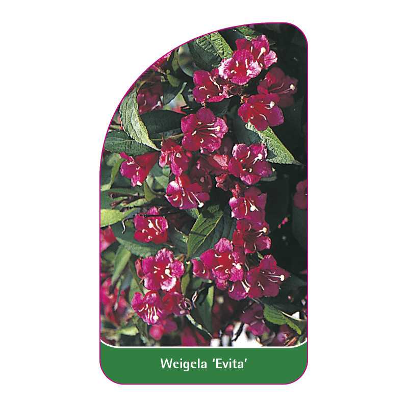 weigela-evita-1