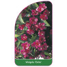 weigela-evita-1