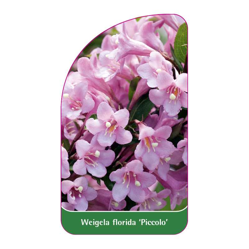 weigela-florida-piccolo-1