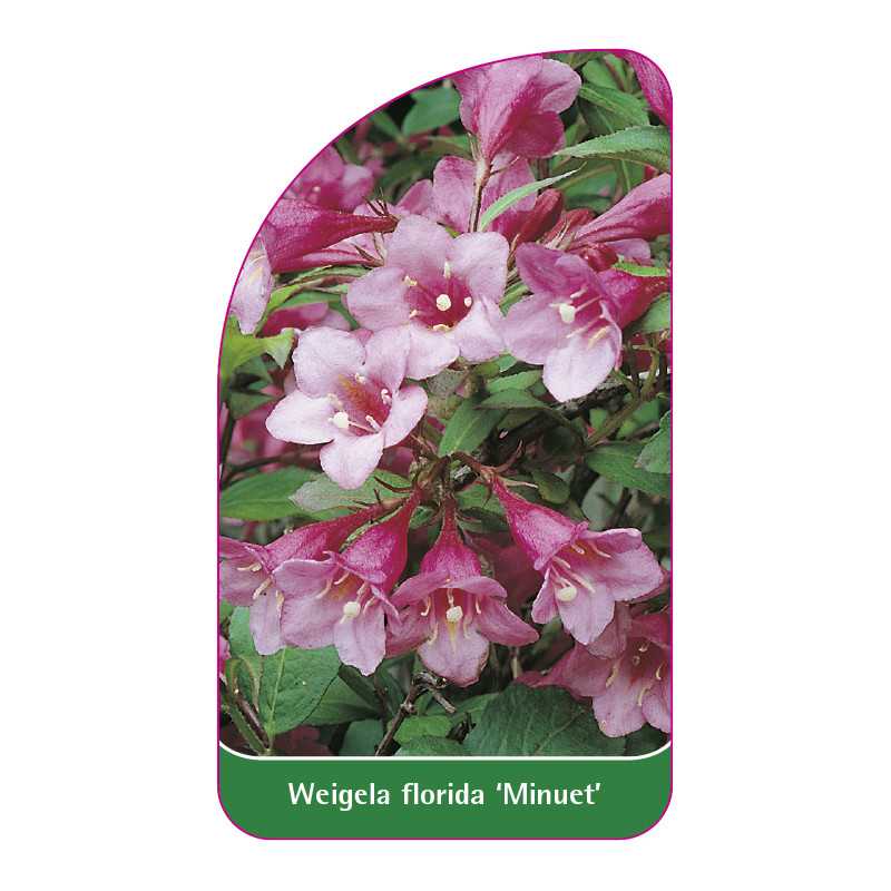 weigela-florida-minuet-1