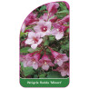 weigela-florida-minuet-1