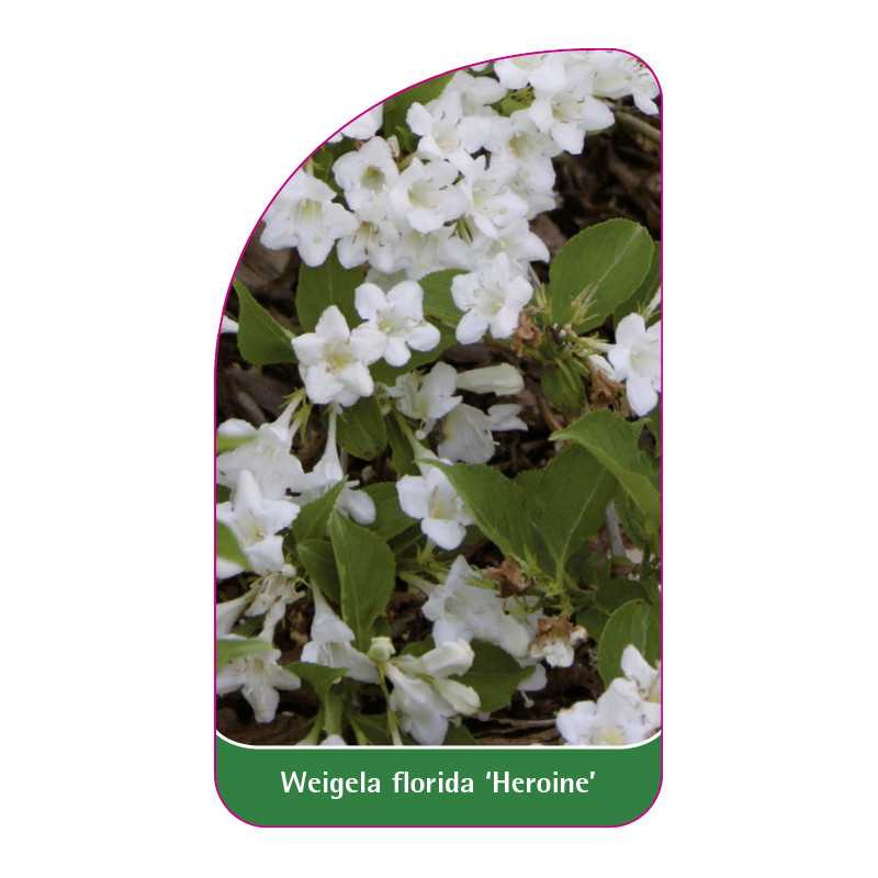 weigela-florida-heroine-1