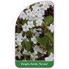 weigela-florida-heroine-1