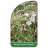 weigela-florida-goldrush-1